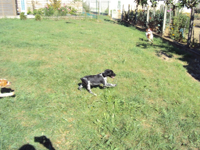 CHIOTS