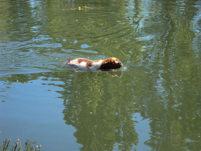 MES CHIENS